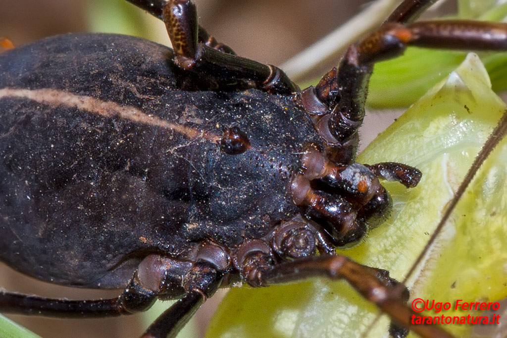 Opiliones  da determinare, grazie